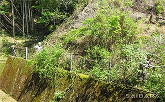 伐採・除草作業中① / 蕨岡小学校 愛校作業ボランティア